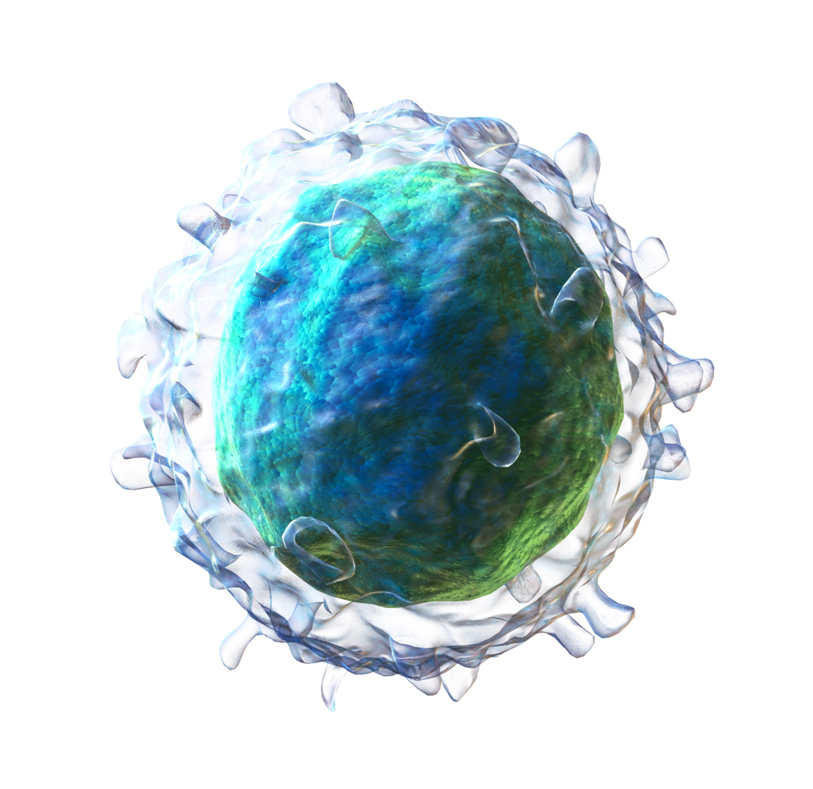 Image of a lymphocyte